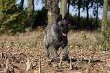 BOUVIER DES ARDENNES 281